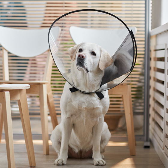 PetsOutWest-BGHeader-IMG23542348